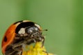 7-Spot Ladybird