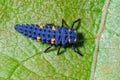 7-spot Ladybird Larva - Coccinella septempunctata on a leaf