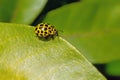 22-spot Ladybird - Psyllobora 22-punctata. Royalty Free Stock Photo