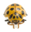 22-spot ladybird, Psyllobora vigintiduopunctata isolated on white background Royalty Free Stock Photo