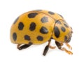22-spot ladybird, Psyllobora vigintiduopunctata isolated on white background Royalty Free Stock Photo