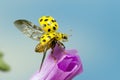 A 22-spot ladybird Royalty Free Stock Photo