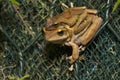 Spot-legged Tree Frog mating Royalty Free Stock Photo