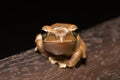 Spot-legged Tree Frog