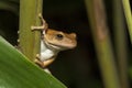 Spot-legged Tree Frog