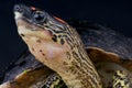 Spot-legged turtle Royalty Free Stock Photo