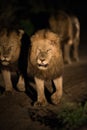 A spot lit coalition of lions walking down a dirt road. Royalty Free Stock Photo