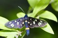 Spot moth Royalty Free Stock Photo