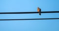 spot-necked turtle dove sitting on a power line Royalty Free Stock Photo