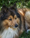 Spot the Shetland dog Royalty Free Stock Photo