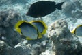 Spot-tailed butterflyfish Chaetodon ocellicaudus in Red Sea, Egypt. Pair of tropical striped black and yellow fish in a coral Royalty Free Stock Photo