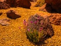 spot in Tenerife with many red rocks and beautiful mountain landscape background Royalty Free Stock Photo