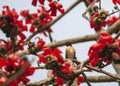 Spot-winged Starling, Saroglossa spilopterus