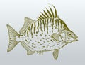 Spotbanded or silver scat selenotoca multifasciata, a fish from australia in profile view