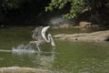 Spotbilled Pelican Royalty Free Stock Photo