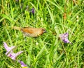 Spoted munia