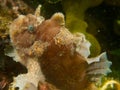 Spotfin Frogfish