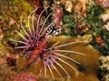 Spotfin Lionfish