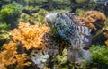 Spotfin lionfish or Broadbarred firefish or Pterois antennata Royalty Free Stock Photo