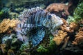 Spotfin lionfish or Broadbarred firefish or Pterois antennata Royalty Free Stock Photo