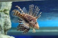 Spotfin lionfish