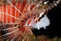 Spotfin Lionfish Close-up