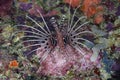 Spotfin Lionfish Pterois antennata