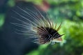 Spotfin lionfish (Pterois antennata) Royalty Free Stock Photo