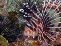 A Spotfin Lionfish Pterois antennata Royalty Free Stock Photo