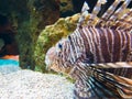 Spotfin lionfish underwater