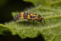 Spotless Lady Beetle Larvae