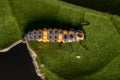 Spotless Lady Beetle Larvae