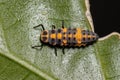 Spotless Lady Beetle Larvae