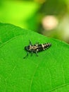 Spotless Lady Beetle on a leaf that will start the process of pupating.