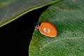 Spotless Lady Beetle Royalty Free Stock Photo