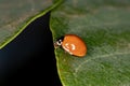 Spotless Lady Beetle Royalty Free Stock Photo