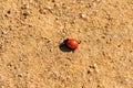Spotless ladybird on ground Royalty Free Stock Photo