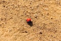 Spotless ladybird on ground