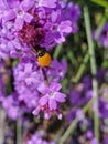 Spotless Ladybug Cycloneda munda or polished ladybug on purple vervain Verbena flowers Royalty Free Stock Photo