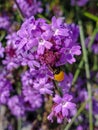 Spotless Ladybug Cycloneda munda or polished ladybug on purple vervain Verbena flowers Royalty Free Stock Photo