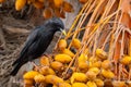 Spotless starling eating dates Sturnus unicolor, Agadir, Morocco Royalty Free Stock Photo