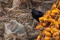 Spotless starling eating dates Sturnus unicolor, Agadir, Morocco Royalty Free Stock Photo