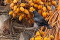 Spotless starling eating dates Sturnus unicolor, Agadir, Morocco Royalty Free Stock Photo