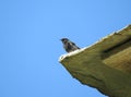 Spotless starling in the heights Royalty Free Stock Photo