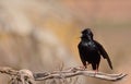 Spotless starling perched on a branch Royalty Free Stock Photo