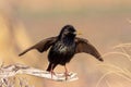 Spotless starling perched on a branch Royalty Free Stock Photo