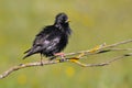 Spotless starling perched on a branch. Royalty Free Stock Photo