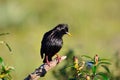 Spotless starling perched on a branch. Royalty Free Stock Photo