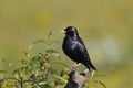 Spotless starling perched on a branch. Royalty Free Stock Photo