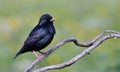 Spotless starling perched on a branch. Royalty Free Stock Photo